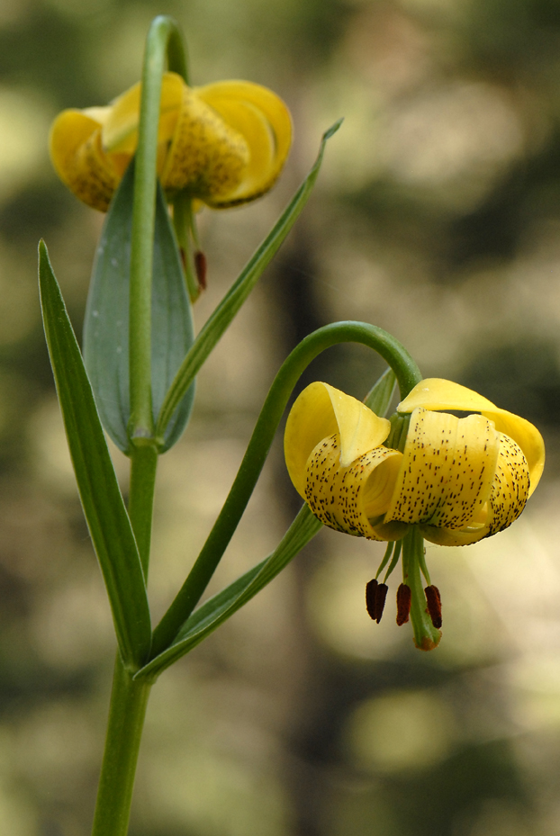 Lys des pyrénées