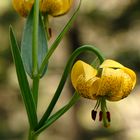 Lys des pyrénées