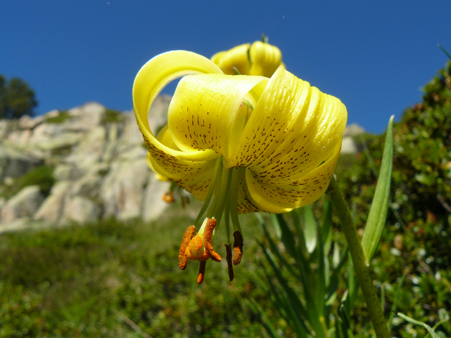 Lys des Pyrénées.