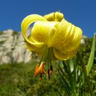 Lys des Pyrénées.