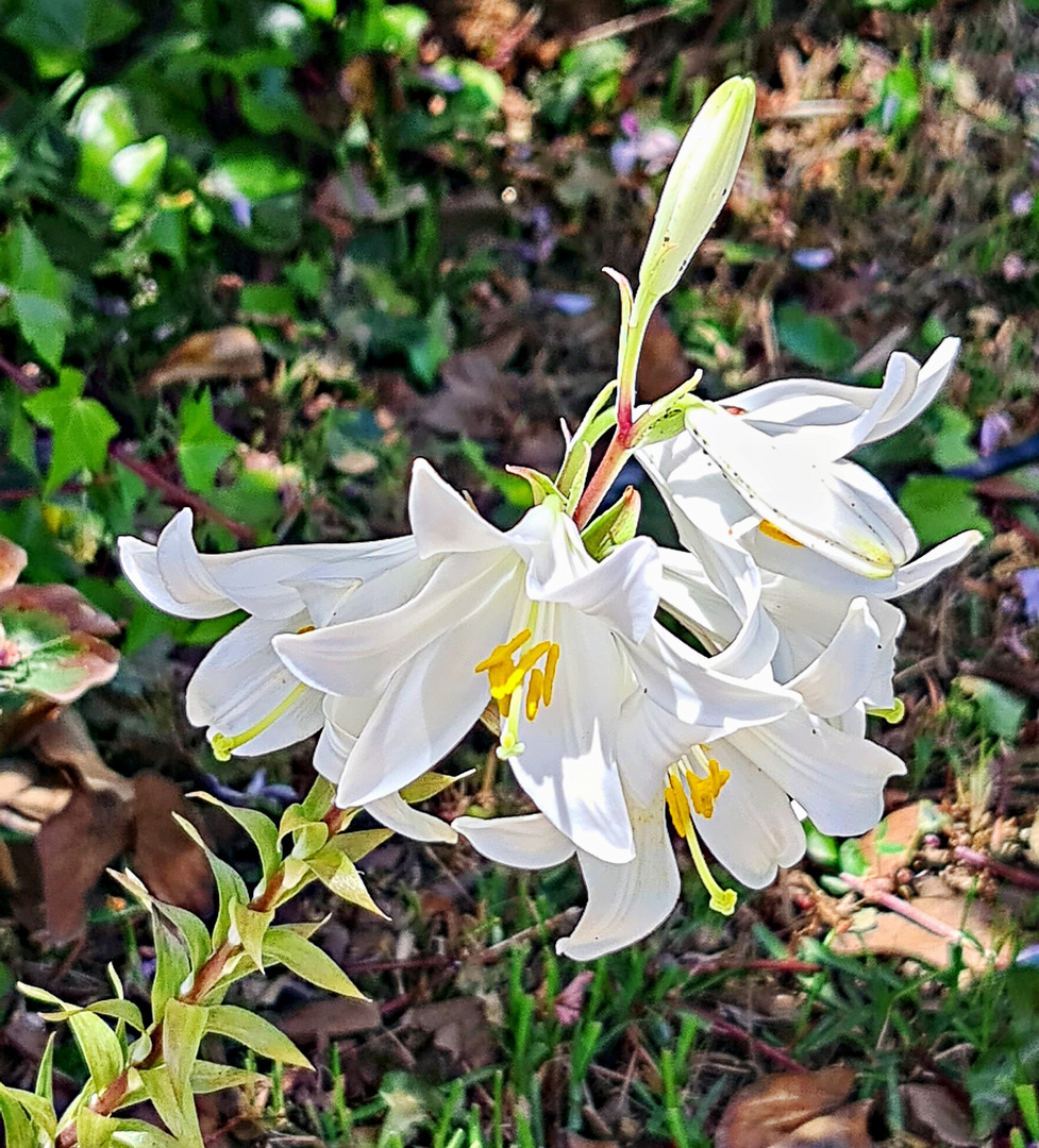 lys du jardin