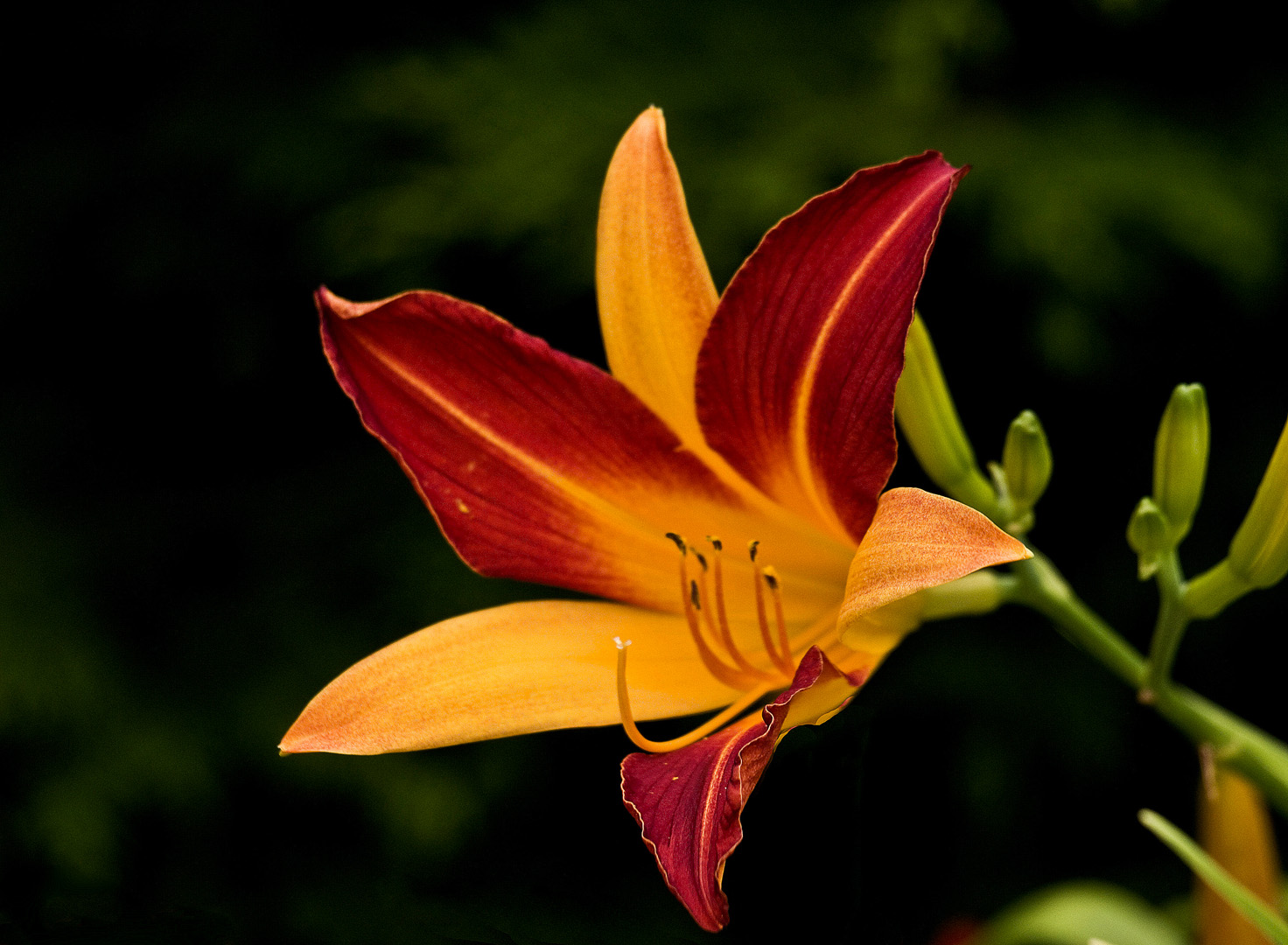 Lys d’un jour  -- Hemerocallis  -- Gelbrote Taglilie