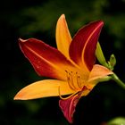 Lys d’un jour  -- Hemerocallis  -- Gelbrote Taglilie