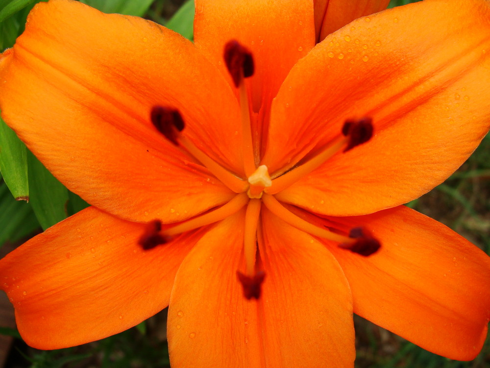 lys et gouttes de rosée