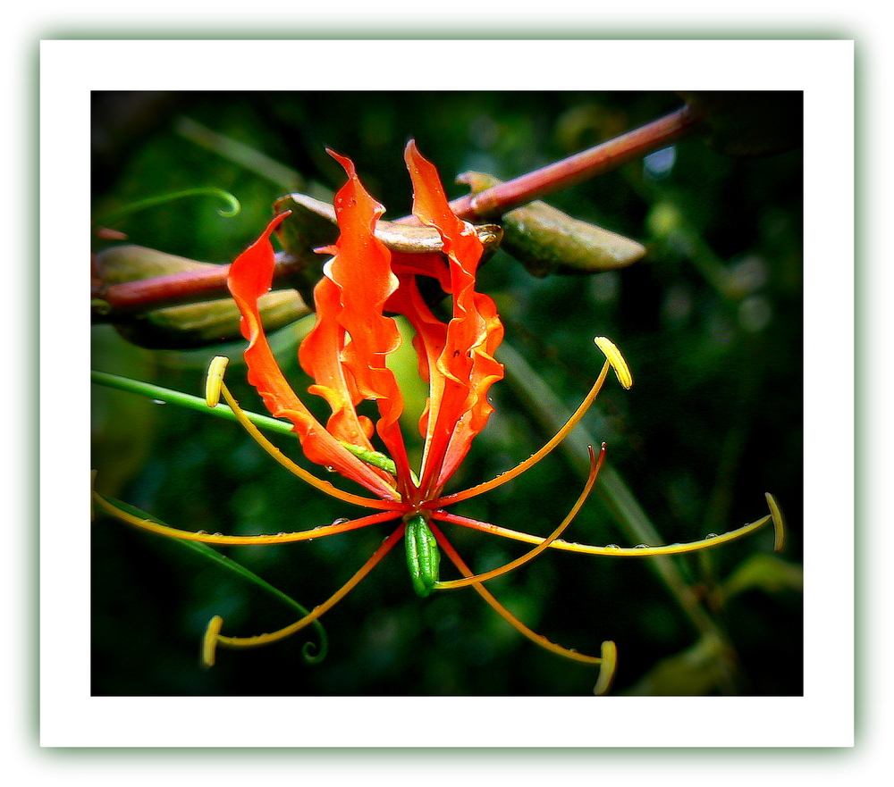 LYS GLORIOSA