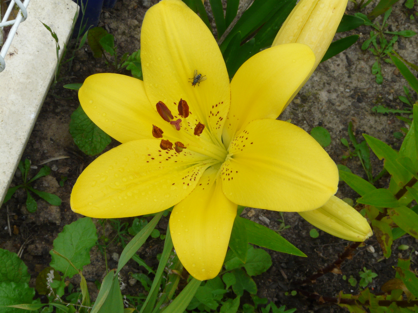 Lys jaune avec mouche