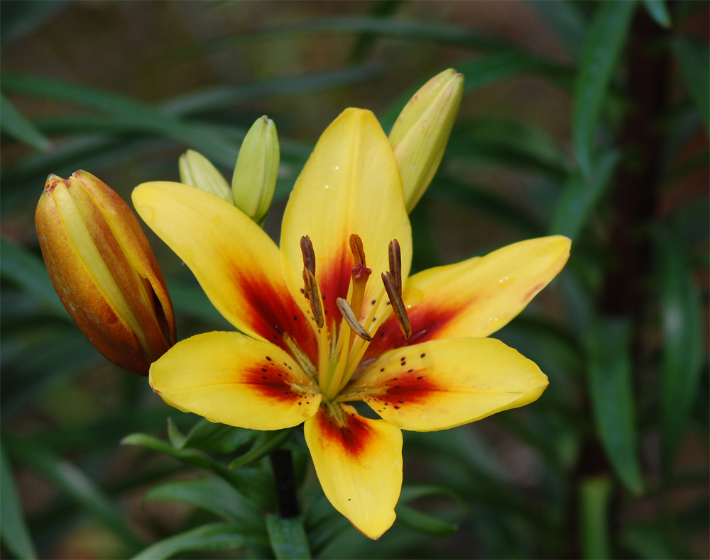 lys jaune et rouge