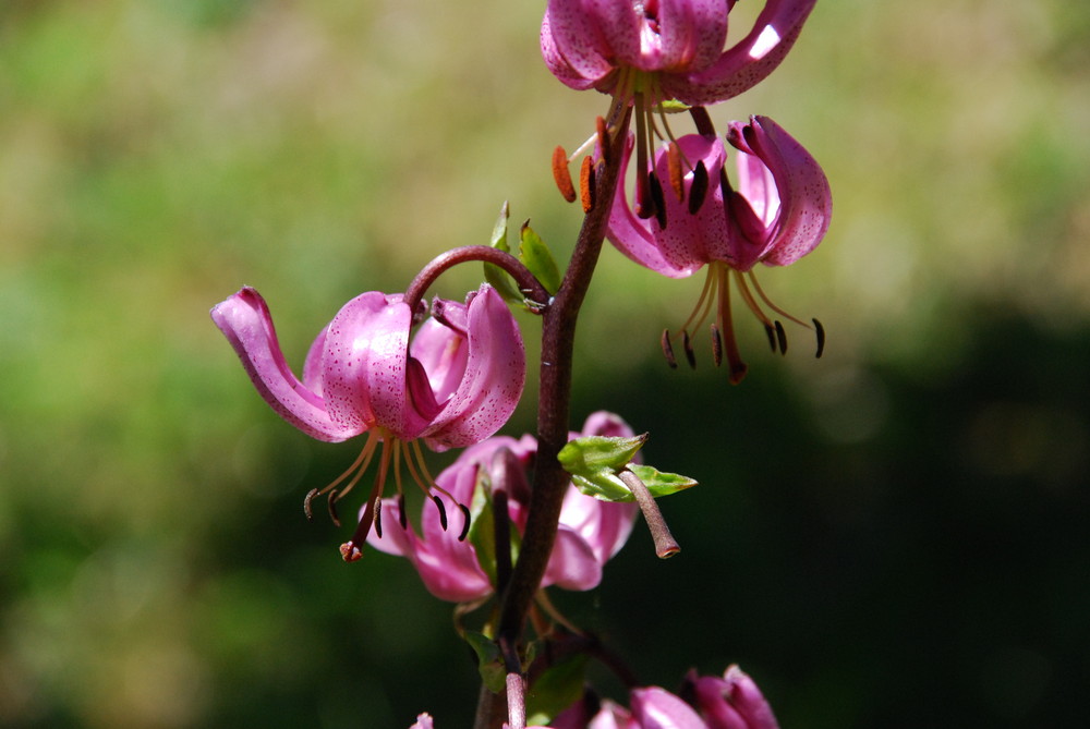 Lys Martagon (made in piemonte)