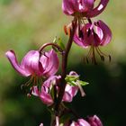 Lys Martagon (made in piemonte)