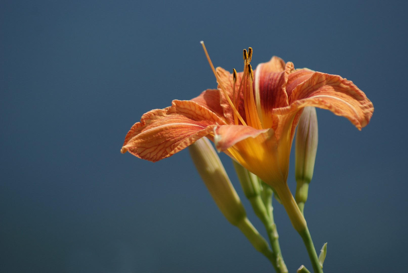 Lys orangé sur fond bleu naturel