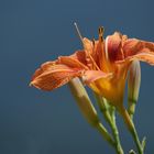 Lys orangé sur fond bleu naturel