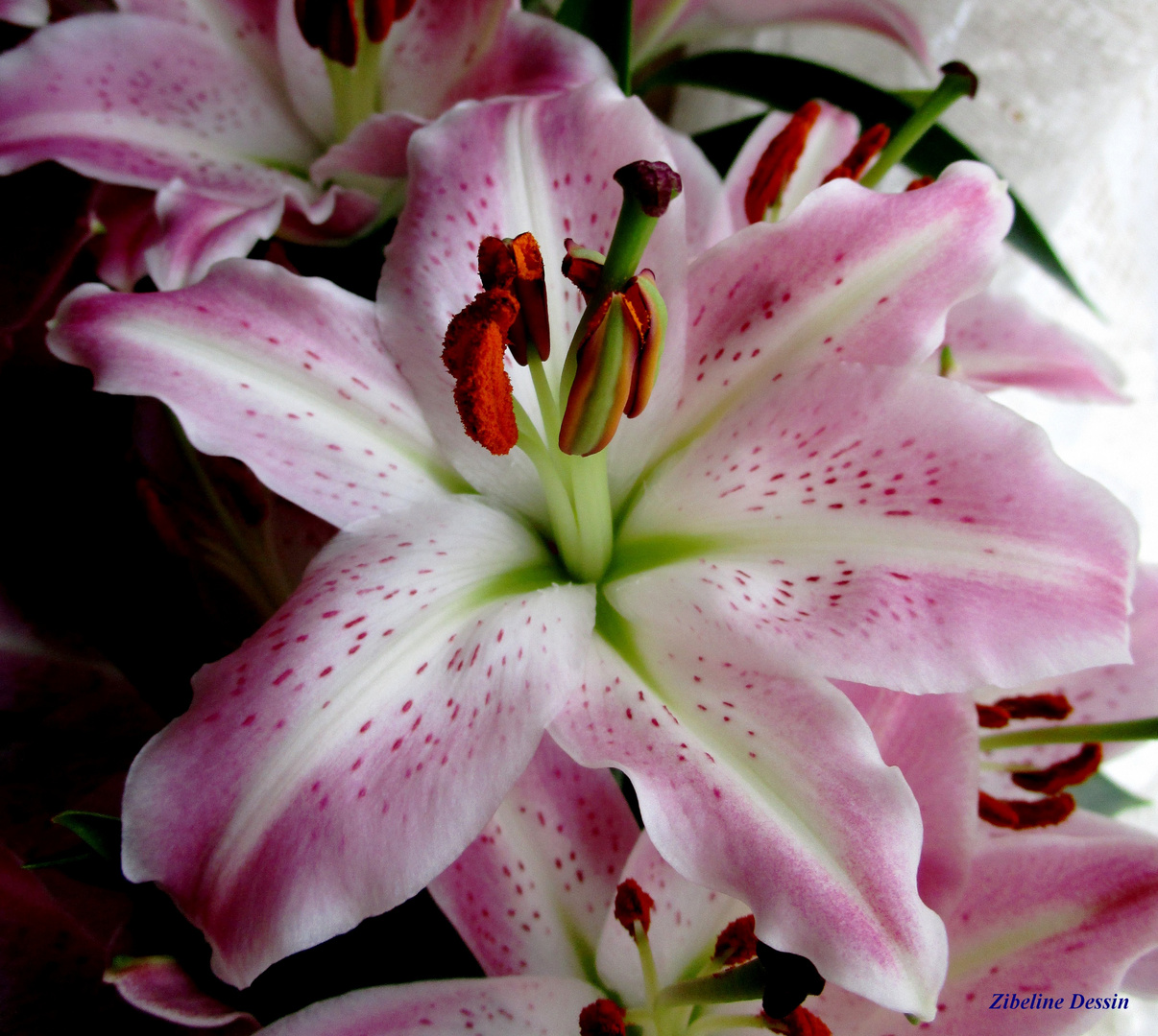 lys oriental photo et image fleurs, nature, rose Images