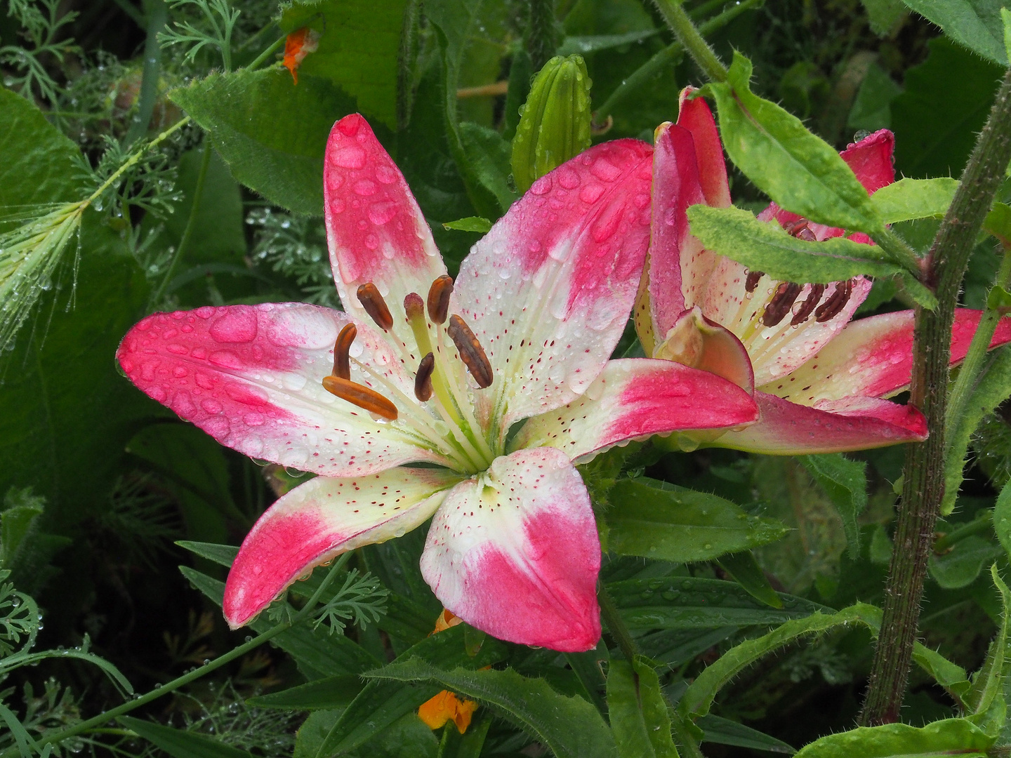 Lys sous la pluie