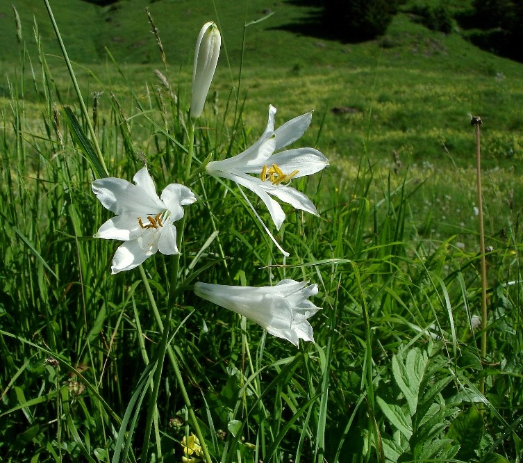 LYS VIRGINAL ou lys blanc