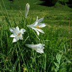 LYS VIRGINAL ou lys blanc