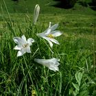 LYS VIRGINAL ou lys blanc