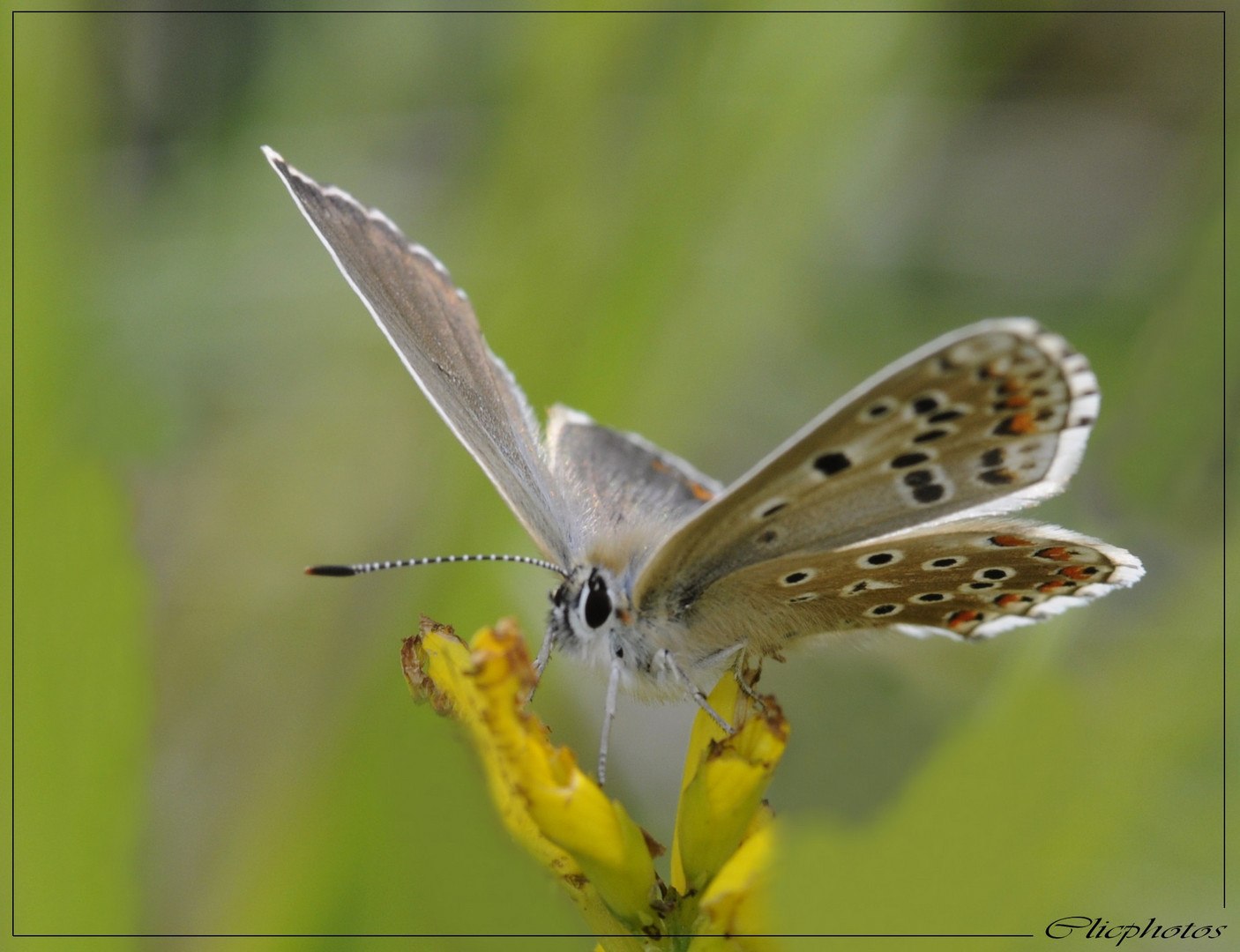 lysandra bellargus