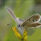 lysandra bellargus