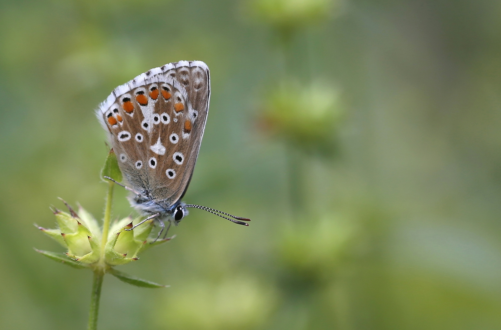 Lysandra bellargus