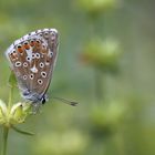 Lysandra bellargus