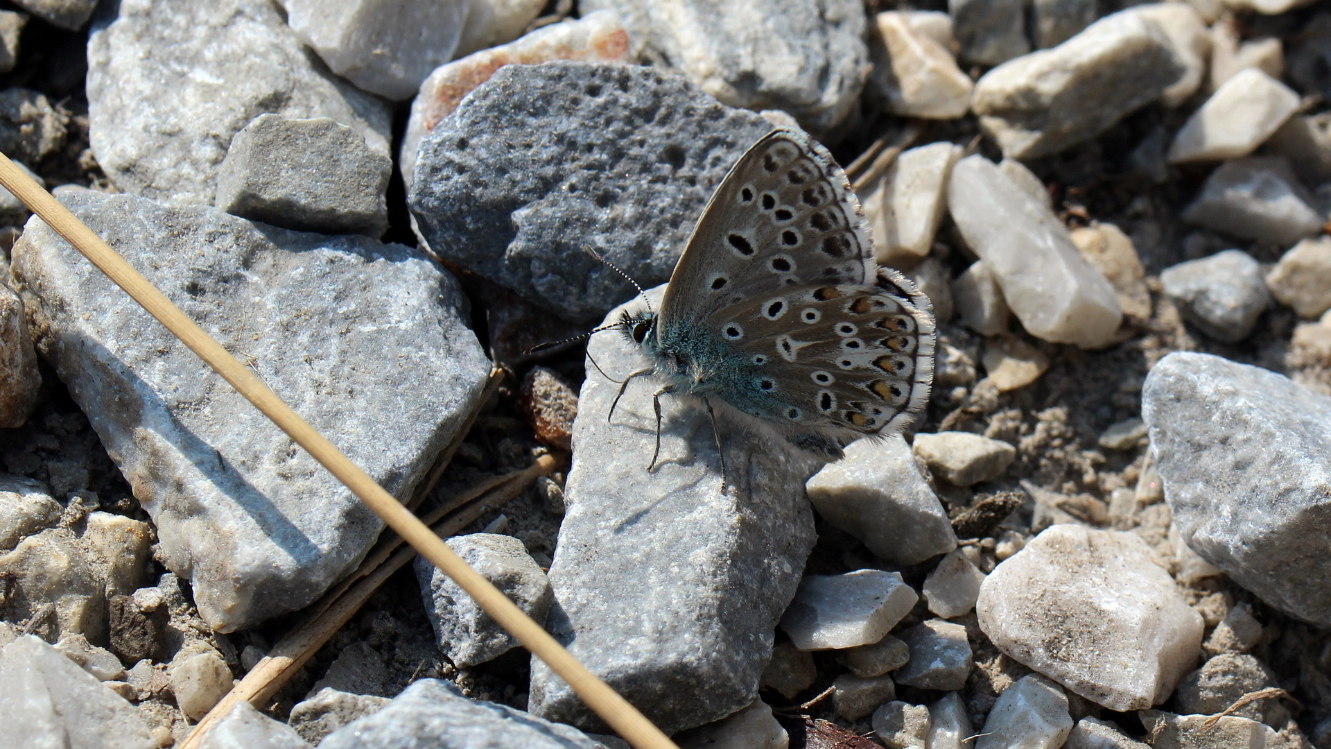 Lysandra bellargus