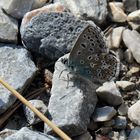 Lysandra bellargus