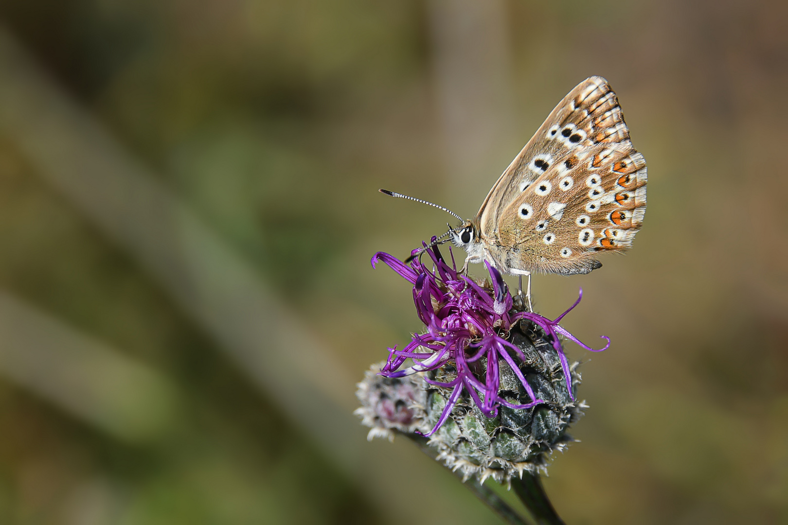 Lysandra bellargus