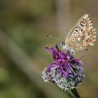 Lysandra bellargus