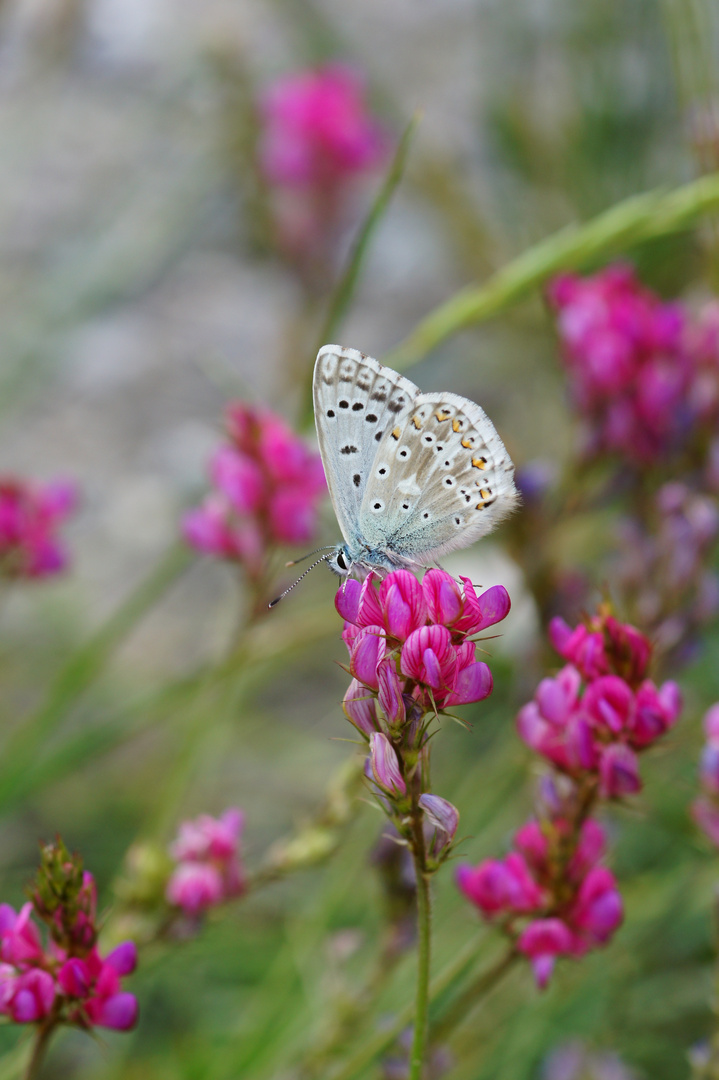 Lysandra bellargus