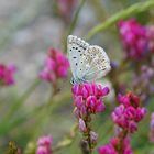 Lysandra bellargus