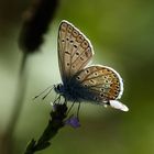 lysandra bellargus