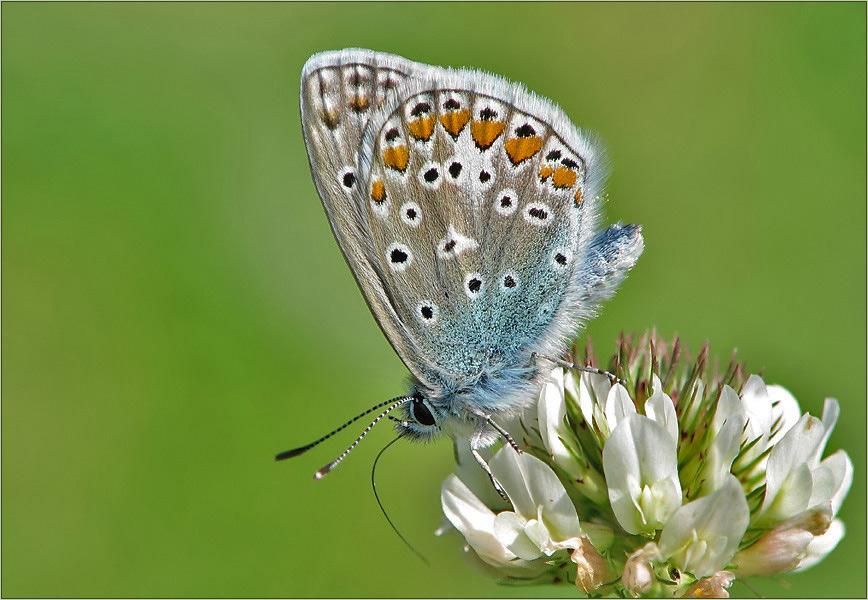 Lysandra bellargus ...