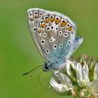 Lysandra bellargus ...