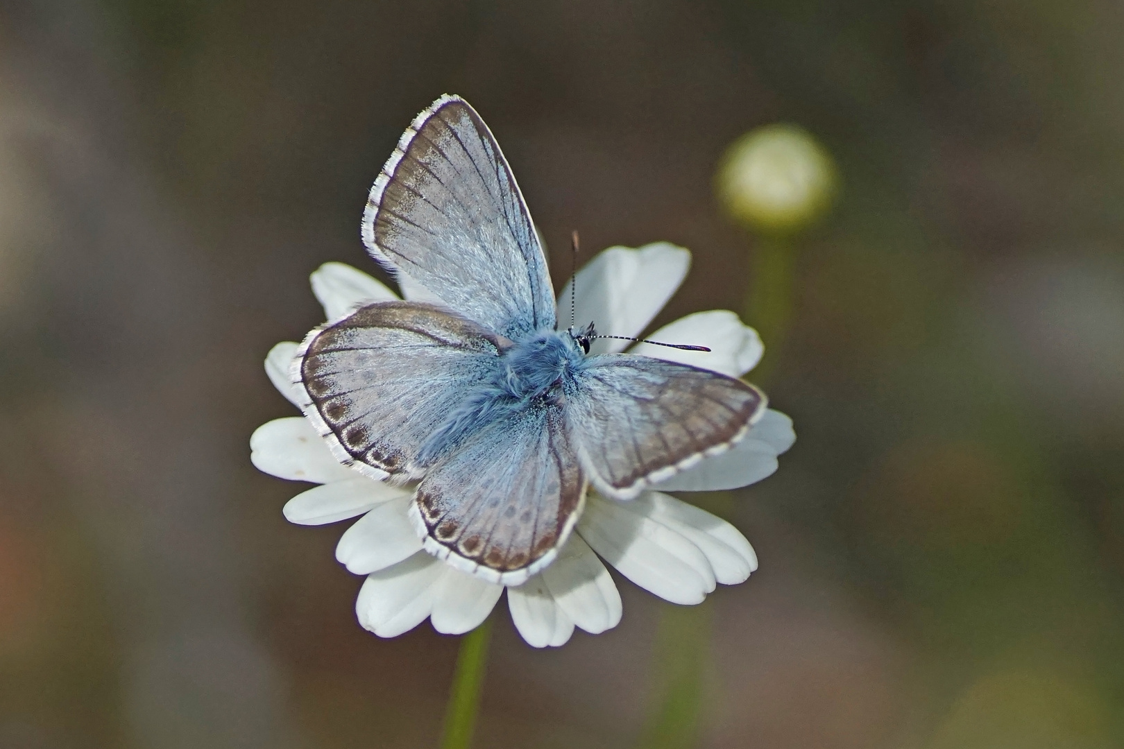 Lysandra hispana