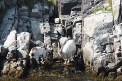 Lysefjord in Norwegen