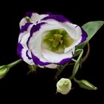 Lysianthus