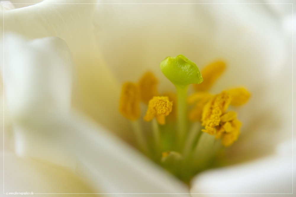 ... lysianthus ...