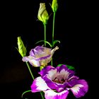 Lysianthus21