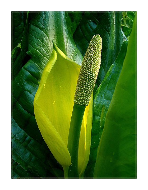 Lysichiton 1