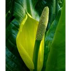 Lysichiton 1