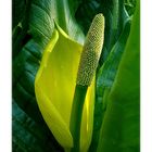 Lysichiton 1