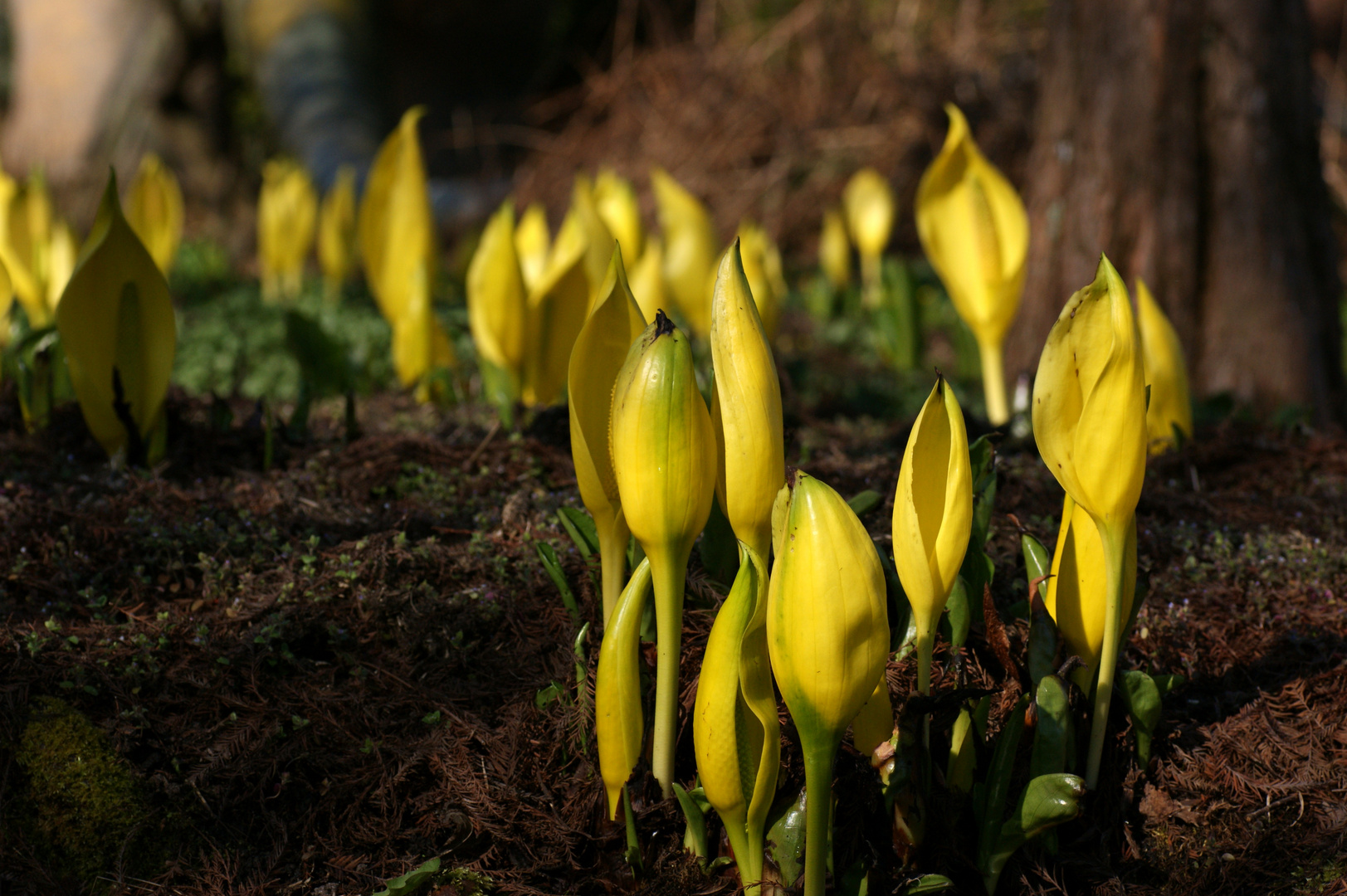 Lysichiton