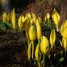 Lysichiton