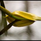 Lysichiton Americanus