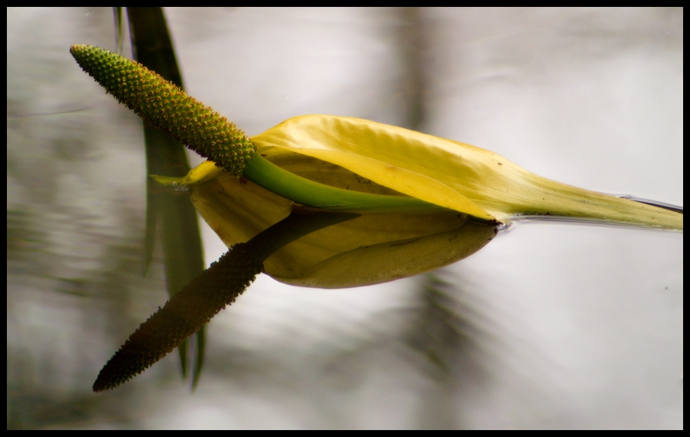 Lysichiton Americanus