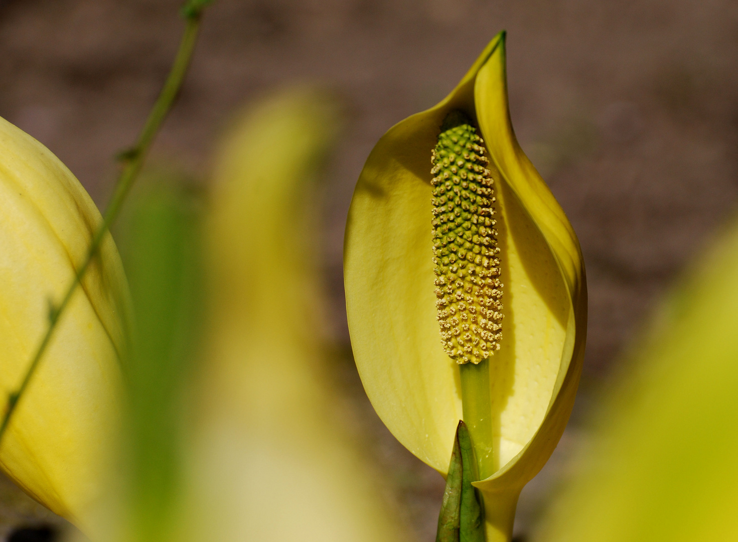 Lysichiton americanus