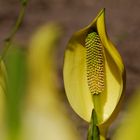 Lysichiton americanus