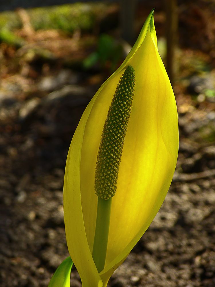 Lysichiton Americanus Foto & Bild pflanzen, pilze & flechten, blüten