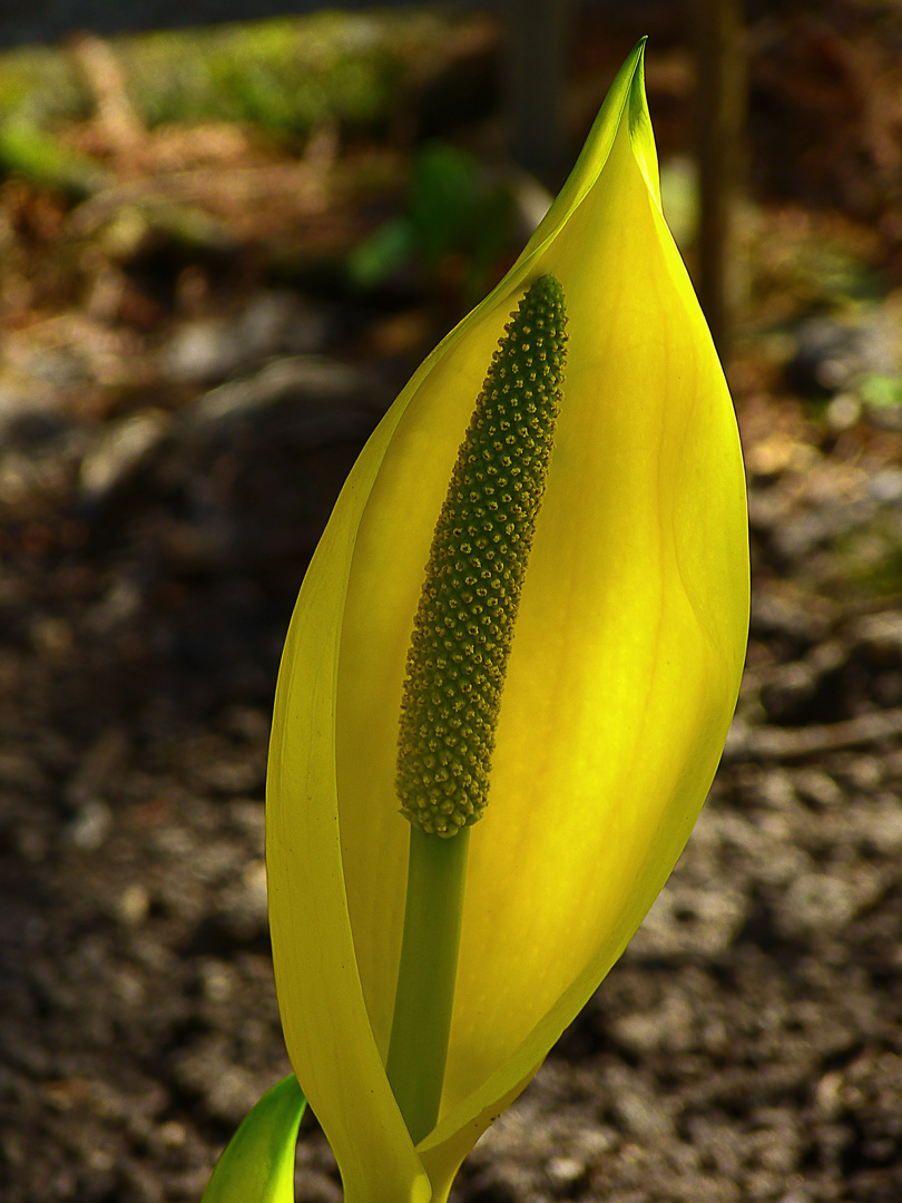 Lysichiton Americanus