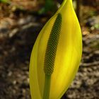 Lysichiton Americanus